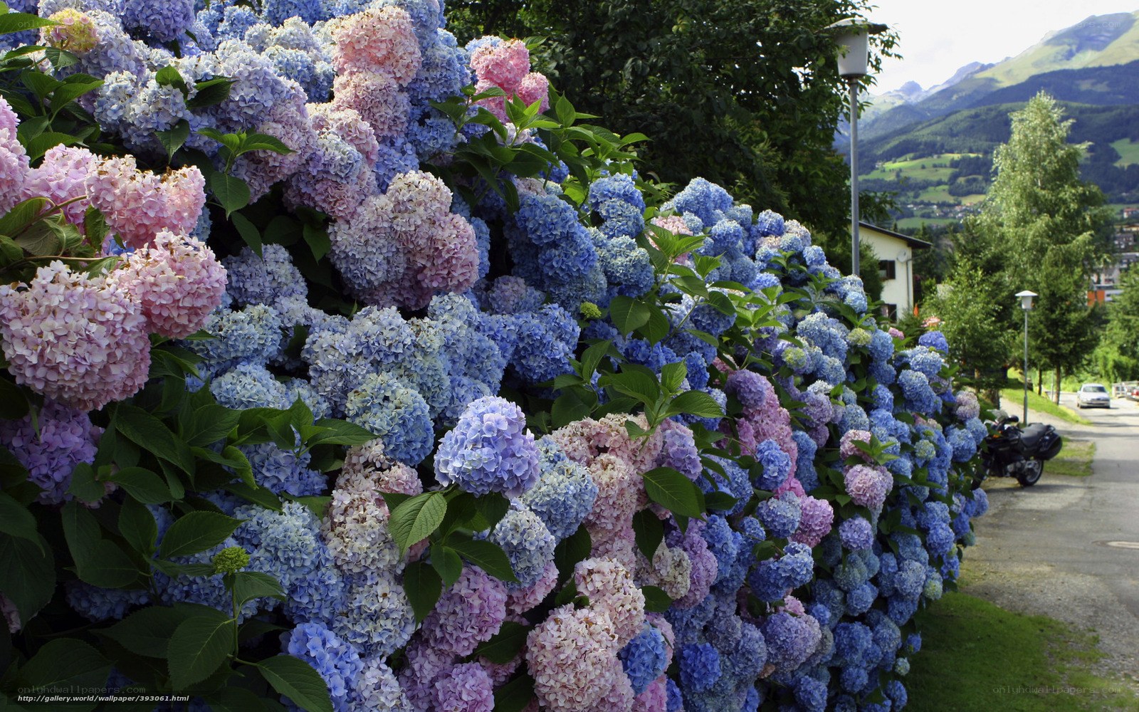 hydrangea flowers in a mountain town