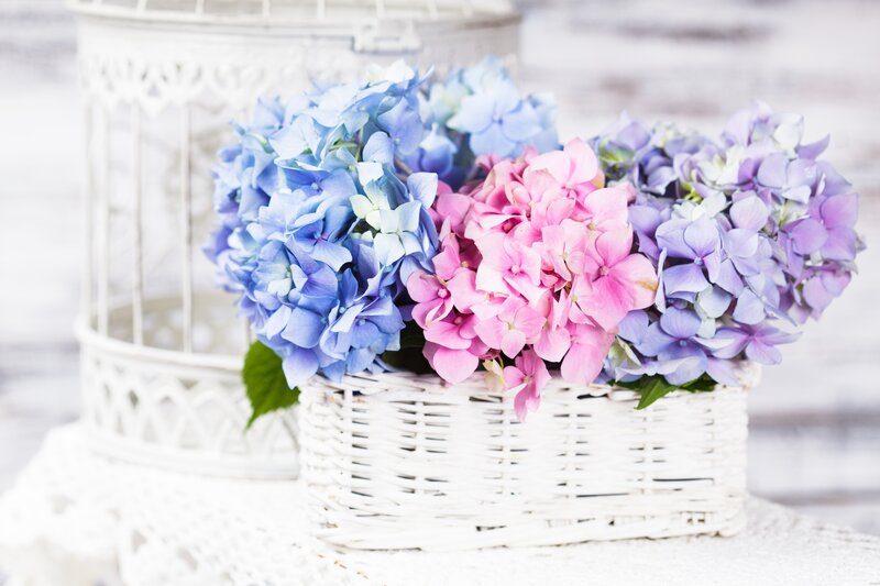 Hydrangea Flowers in Basket — Blue