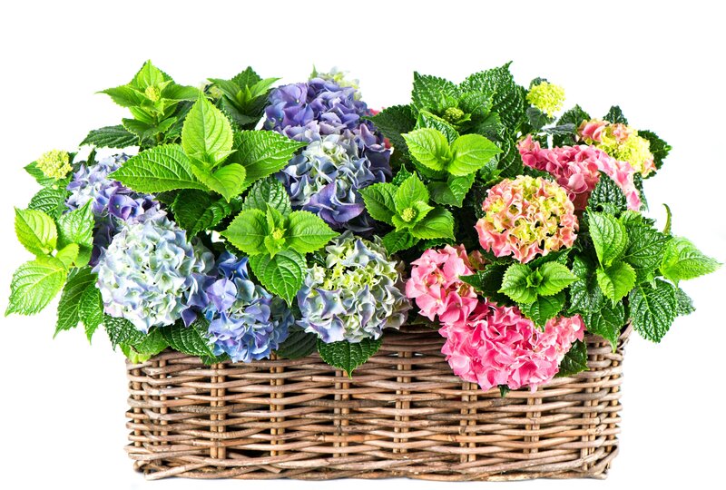 Hydrangea Flowers in Basket — Green