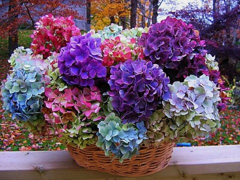Hydrangea Flowers in Basket — Purple