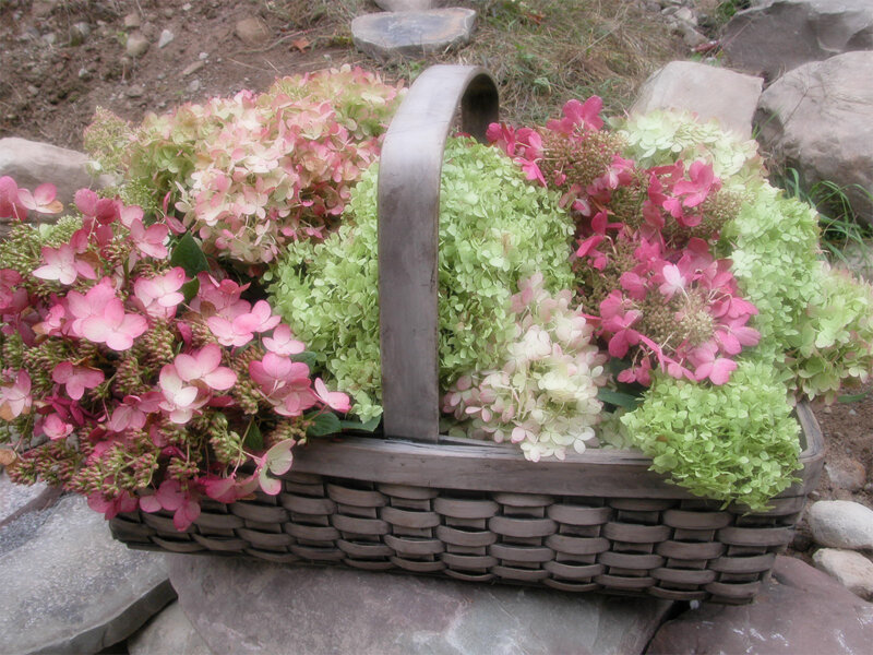 Hydrangea Flowers in Basket