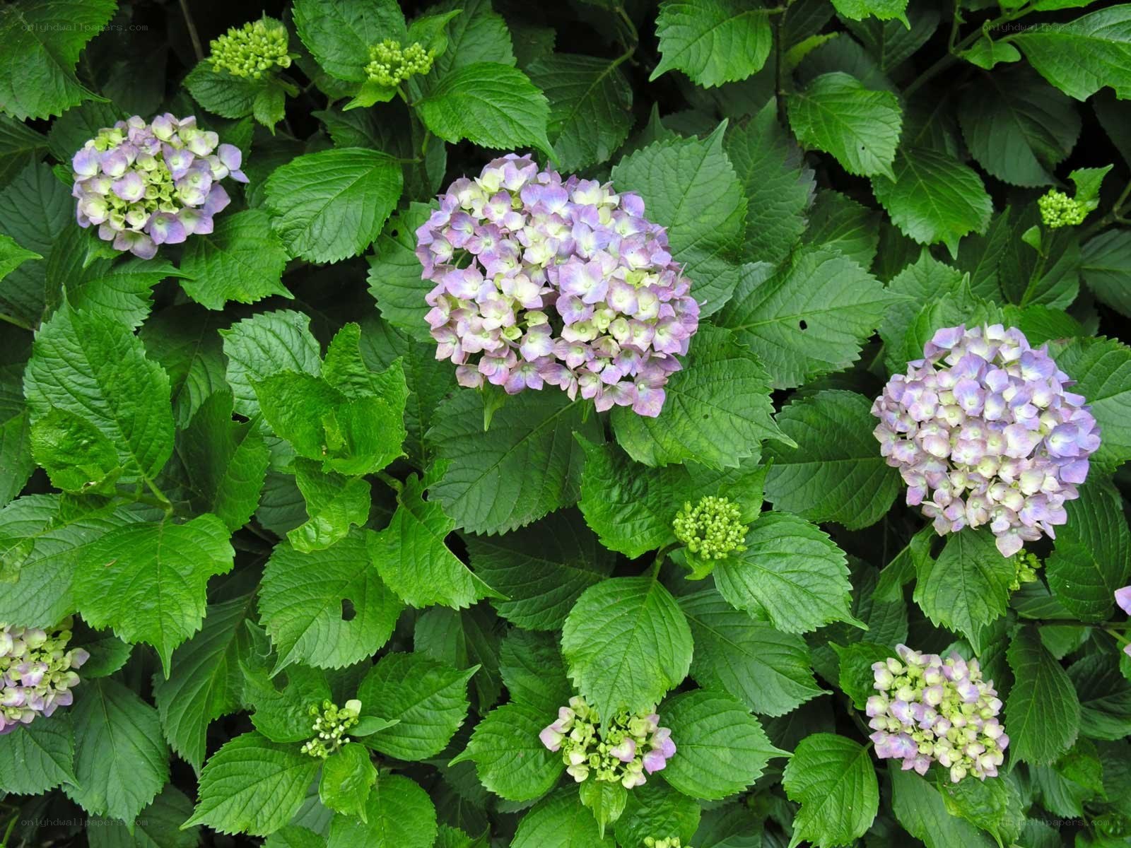 hydrangea flowers in bloom
