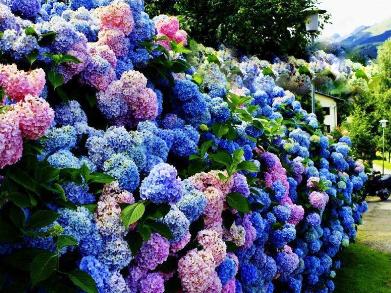 Hydrangea Flowers in Bloom — Blue