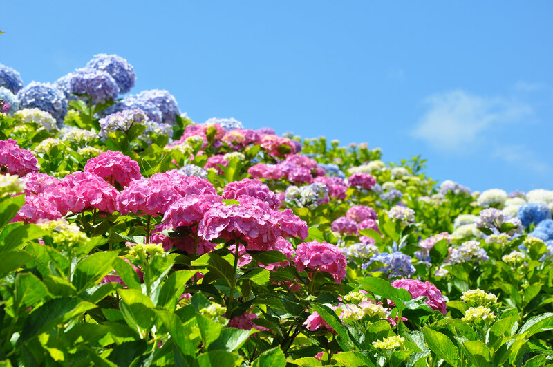 Hydrangea Flowers in Bloom — Pink, Serene, Summer