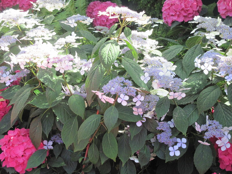 Hydrangea Flowers in Bloom — Pink, Serene