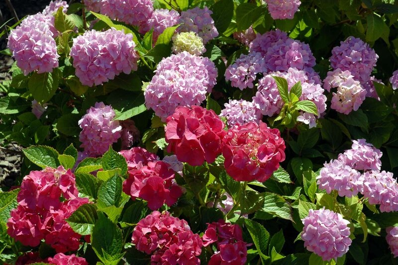 Hydrangea Flowers in Bloom — Pink