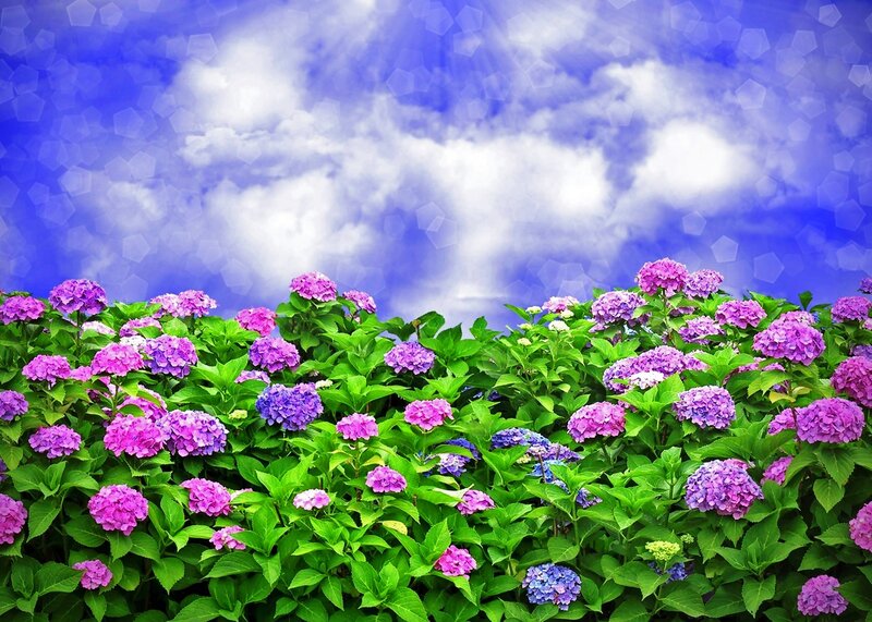 Hydrangea Flowers in Bloom — Purple, Serene