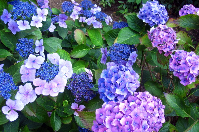 Hydrangea Flowers in Bloom — Purple