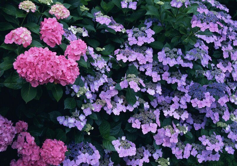 Hydrangea flowers in bloom
