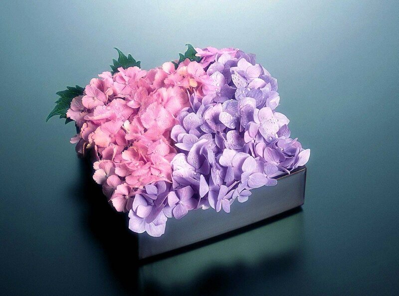 Hydrangea Flowers in Box — Pink