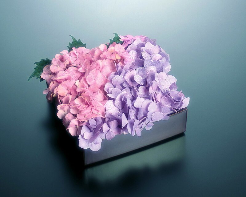 Hydrangea Flowers in Box