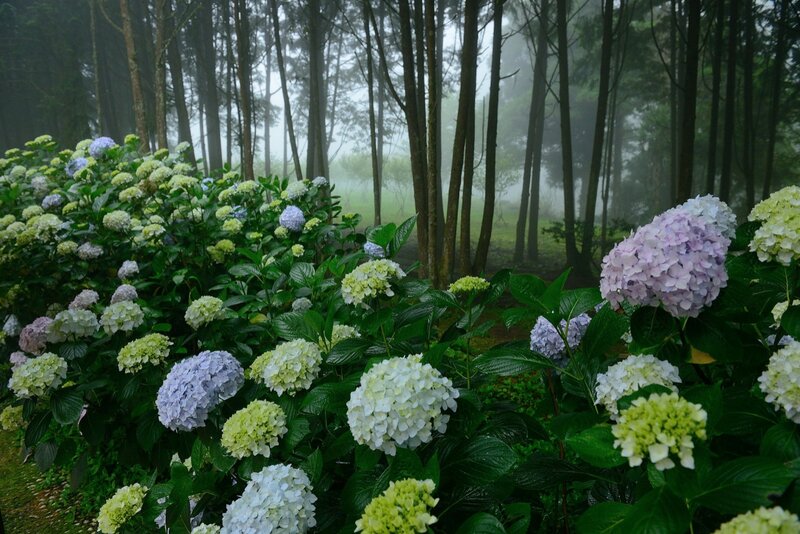 Hydrangea Flowers in Forest — Green