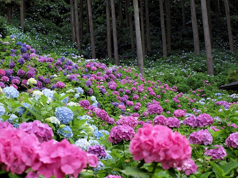 Hydrangea Flowers in Forest — Pink