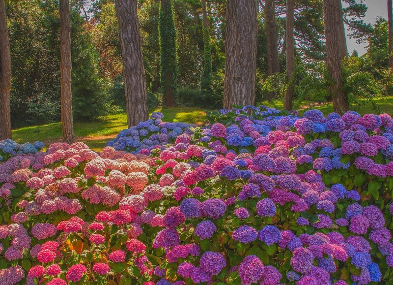 Hydrangea Flowers in Forest — Purple