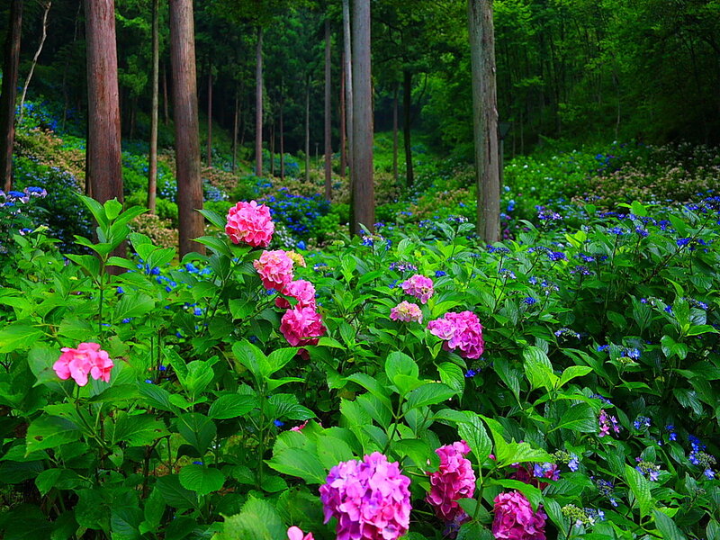 Hydrangea Flowers in Forest