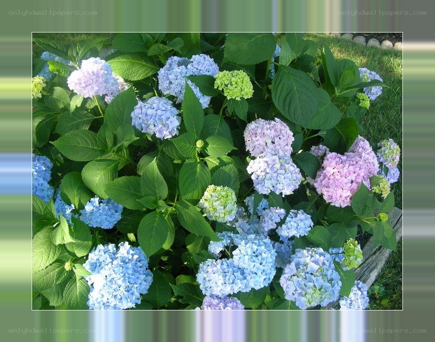 hydrangea flowers in garden