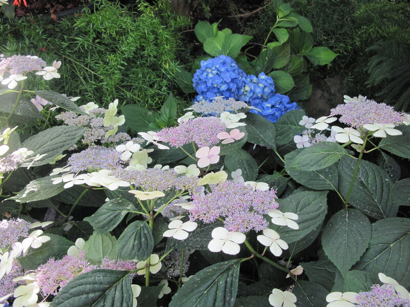 Hydrangea Flowers in Garden — Blue, Calm