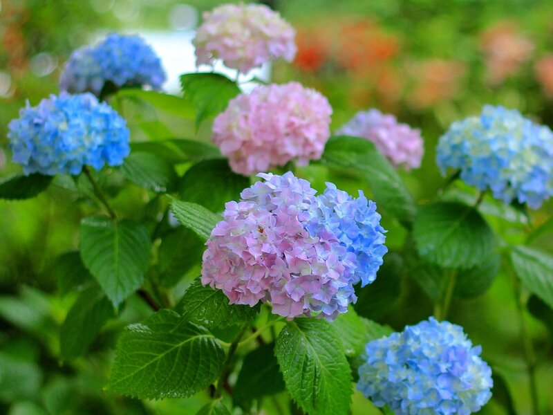 Hydrangea Flowers in Garden — Blue, Serene, Summer, Photograph, Green Leaves