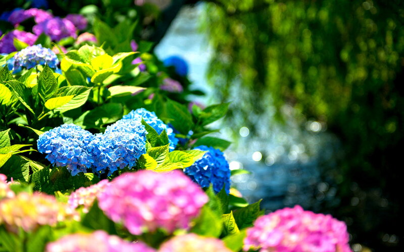 Hydrangea Flowers in Garden — Blue, Serene, Summer, Photograph, Leaves