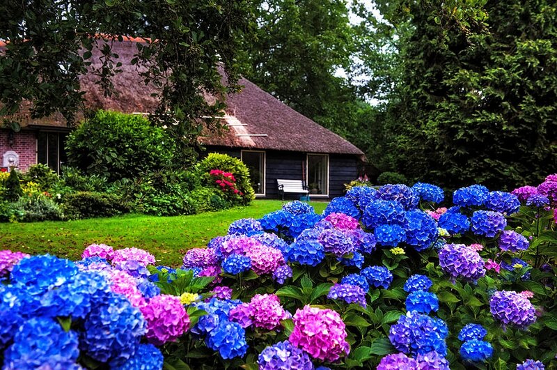 Hydrangea Flowers in Garden — Blue, Serene, Summer, Photograph, Thatched Cottage