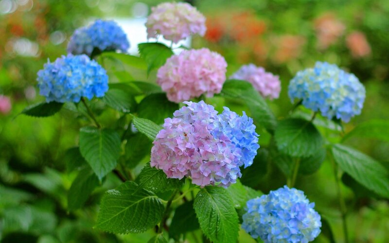 Hydrangea Flowers in Garden — Blue, Serene, Summer, Photograph
