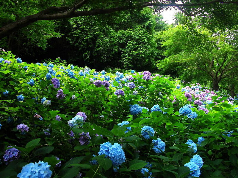Hydrangea Flowers in Garden — Blue, Serene, Summer