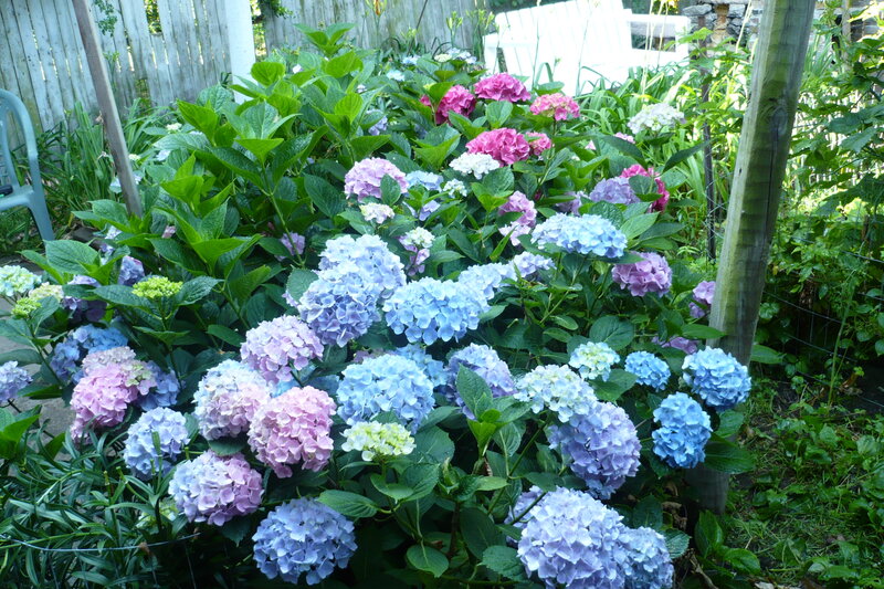 Hydrangea Flowers in Garden — Blue, Serene