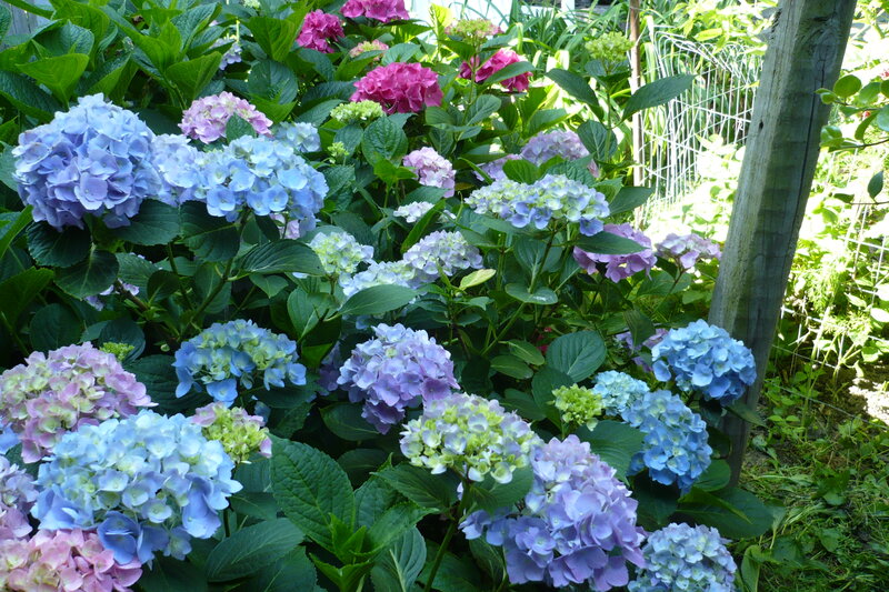 Hydrangea Flowers in Garden — Blue