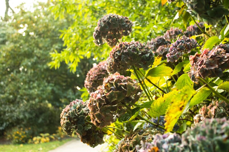 Hydrangea Flowers in Garden — Green, Serene