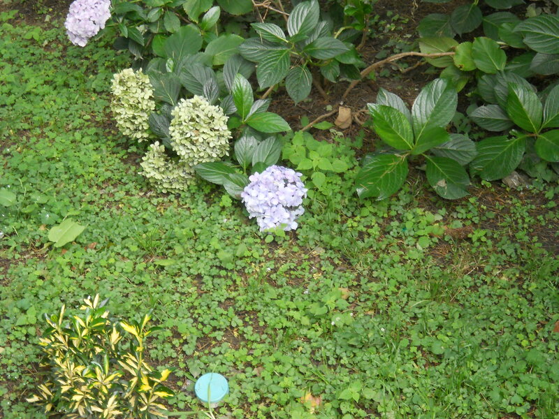 Hydrangea Flowers in Garden — Green