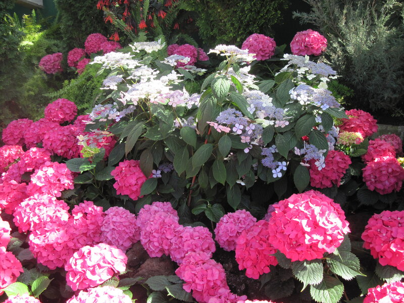 Hydrangea Flowers in Garden — Pink, Bright