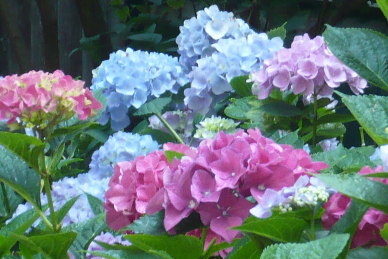 Hydrangea Flowers in Garden — Pink, Calm
