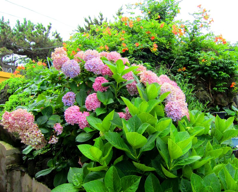 Hydrangea Flowers in Garden — Pink, Lush