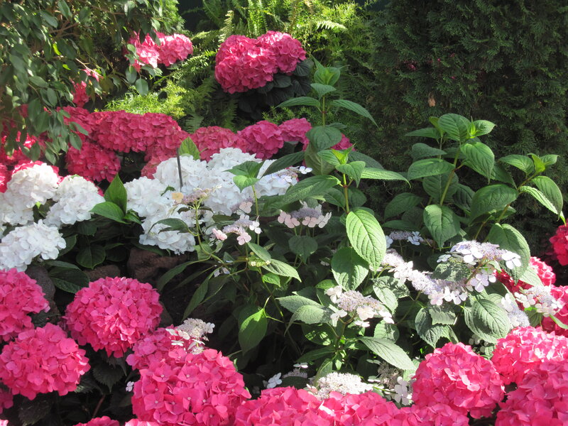 Hydrangea Flowers in Garden — Pink, Serene, Afternoon