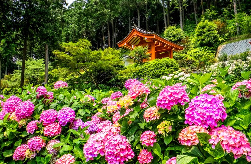 Hydrangea Flowers in Garden — Pink, Serene, Summer