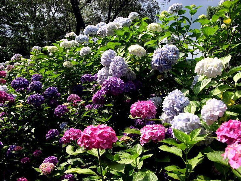 Hydrangea Flowers in Garden — Pink, Serene