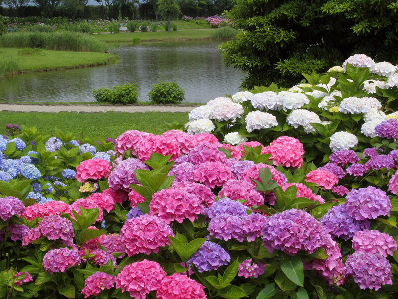 Hydrangea Flowers in Garden — Pink