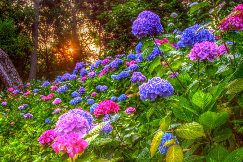 Hydrangea Flowers in Garden — Purple, Serene