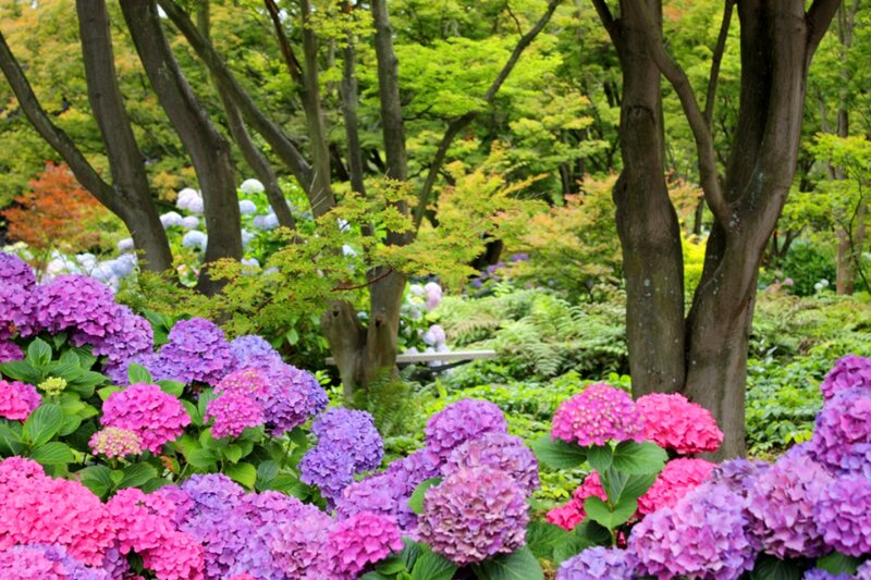 Hydrangea Flowers in Garden — Purple