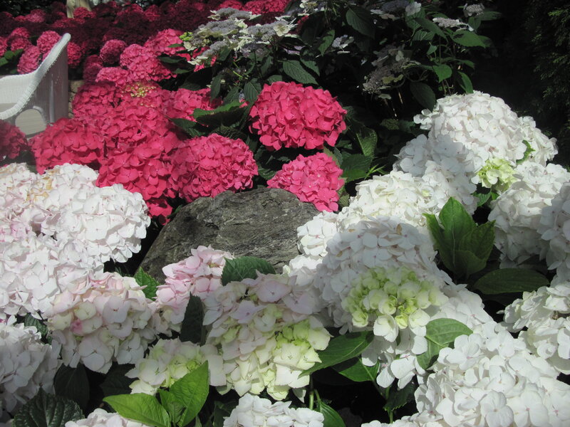Hydrangea Flowers in Garden — White, Serene