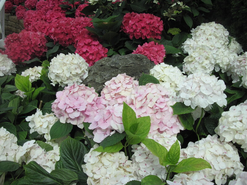 Hydrangea Flowers in Garden — White