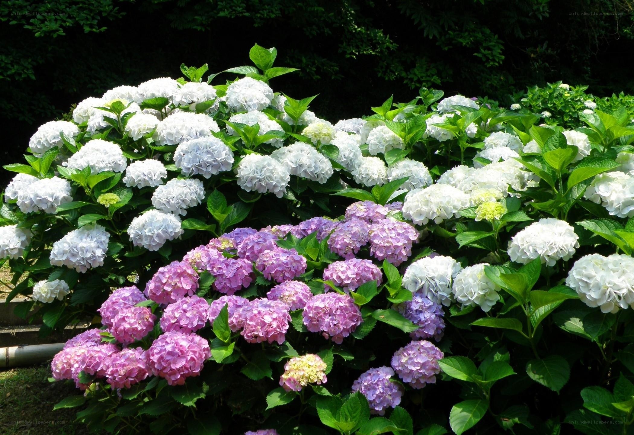 Hydrangea flowers in garden