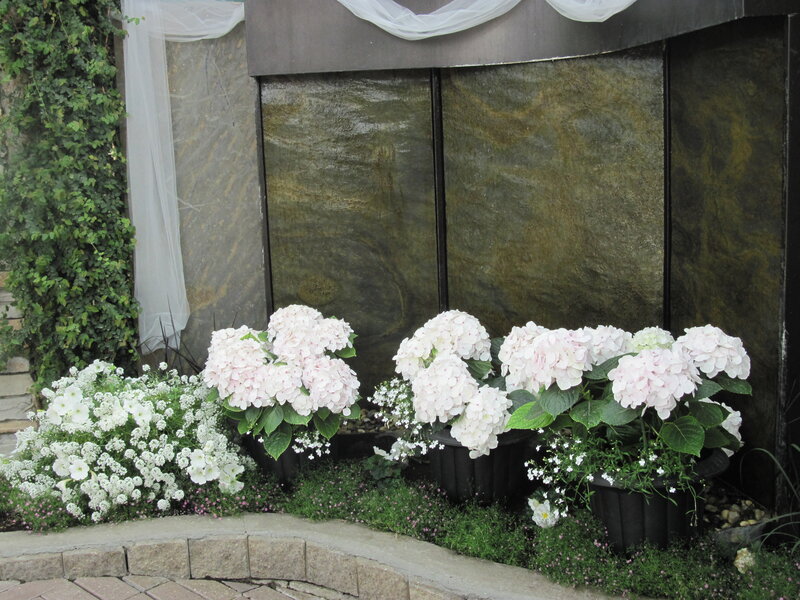 Hydrangea Flowers in Pots