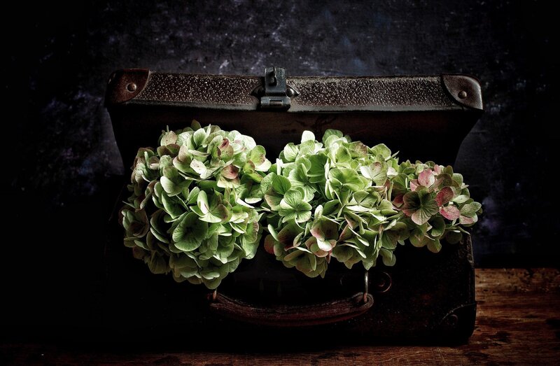 Hydrangea Flowers in Suitcase
