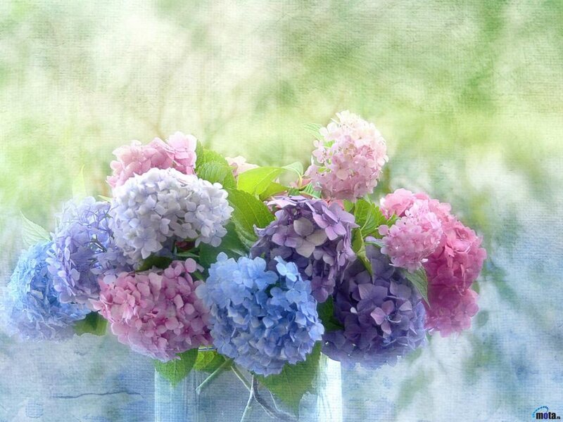 Hydrangea Flowers in Vase — Blue, Serene