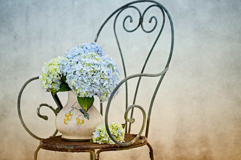 Hydrangea Flowers in Vase — Blue