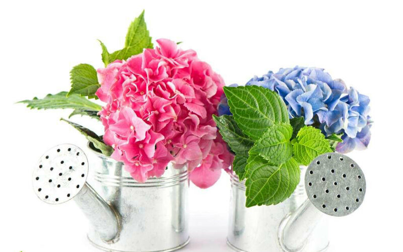 Hydrangea Flowers in Watering Cans — Pink, Calm