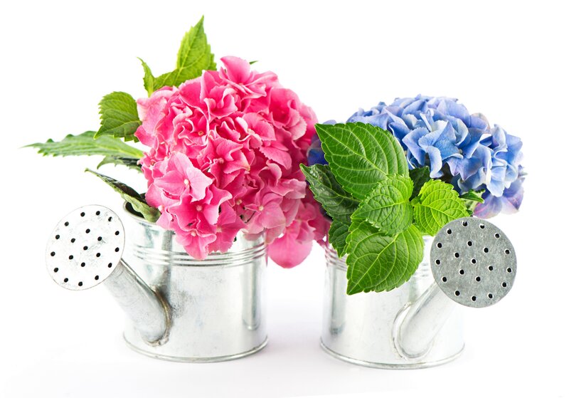 Hydrangea Flowers in Watering Cans — Pink