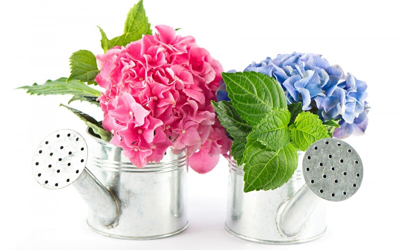 Hydrangea Flowers in Watering Cans