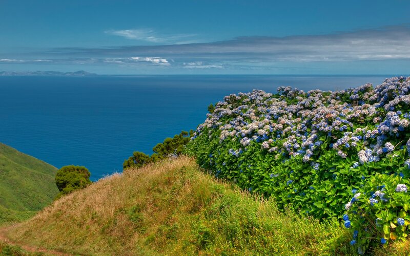 Hydrangea Flowers on Cliff — Blue